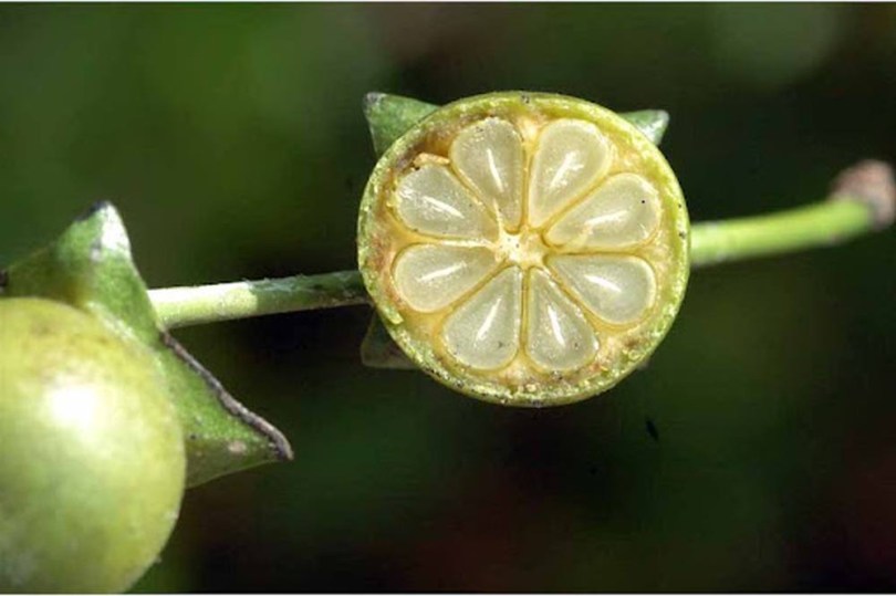 Ceylon-Ebenholz, Diospyros ebenum, fagyérzékeny, gyümölcs
